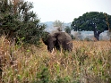 Tanzania-elephant
